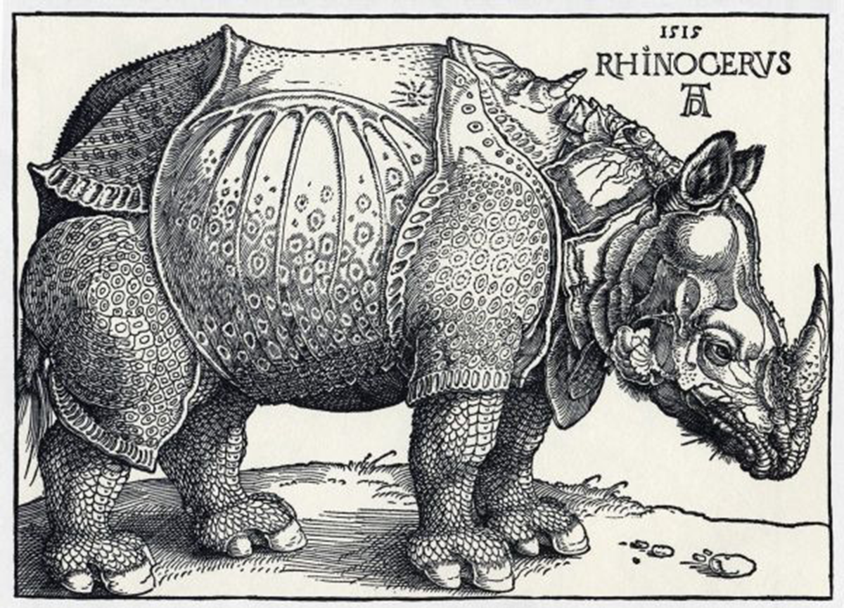 Figure 9: The rhinocéros (Rhinocerus, 1515), illustration d’Albrecht Dürer (1471-1528). 