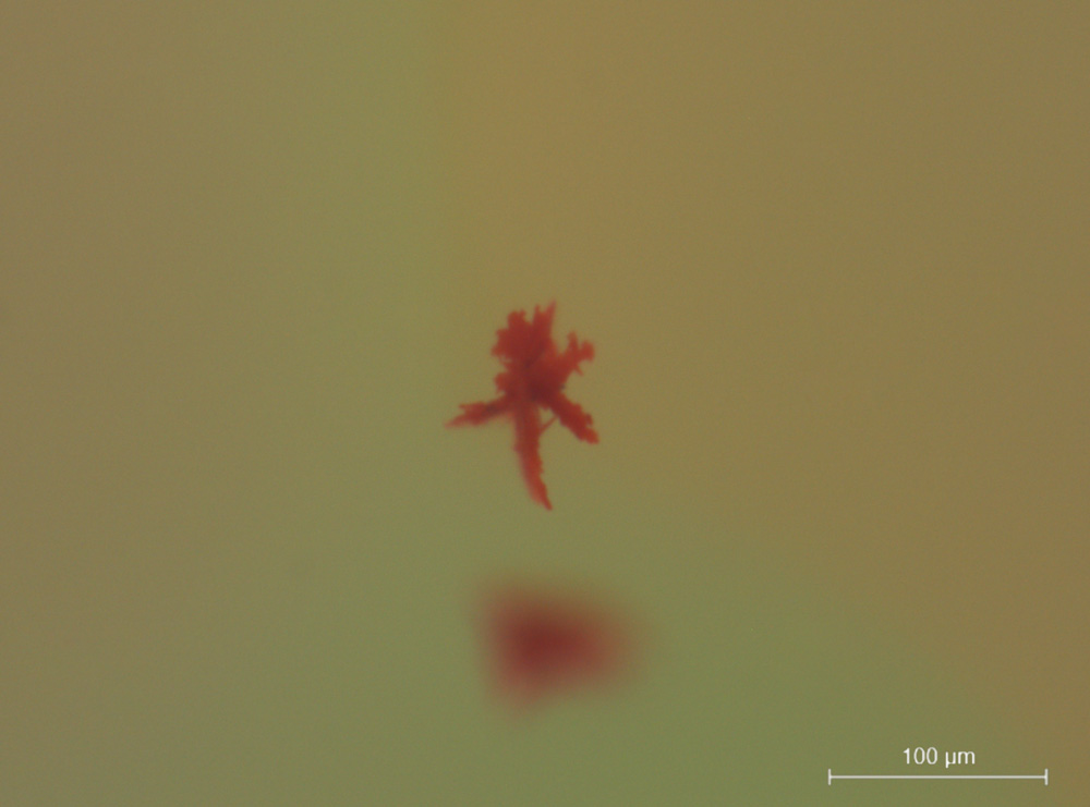 Figure 2 : (b) Un examen plus approfondi de l'une de ces inclusions montre sa forme dendritique. Micrographies F. Notari.