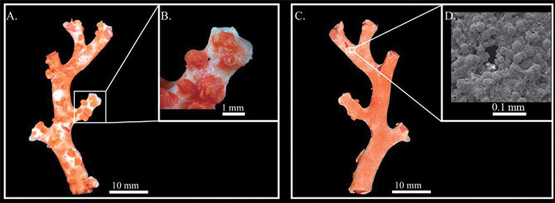 Holotype of:  Corallium carusrubrum n. sp., ASIZ0000960:  (A) "front" of the colony; (B) close-up of the cortical mounds; (C) "back" of the colony; (D) EM image of the cortex - the pore is the opening of a solenian canal. After (Tu T. et al., 2012)