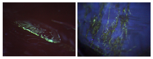 Flux fingerprint inclusions in the synthetic rubies exhibited green fluorescence when observed under the DFI system