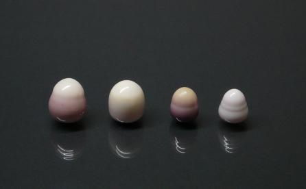 Natural pearls of the Veneridae family