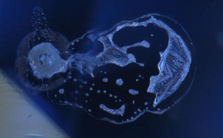 Zircon dramatically altered by high-temperature treatment
