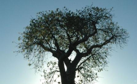 Madagascar’s tree