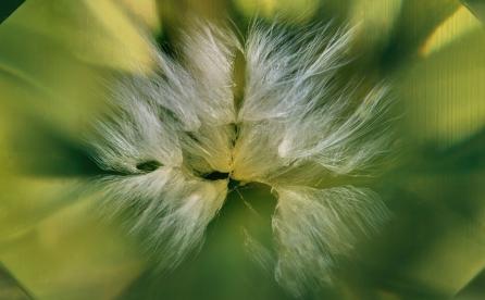 Remarkable capillary inclusions in a yellow synthetic diamond (green emitter) grown using HPHT method.